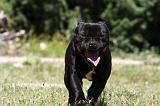 STAFFIE 407